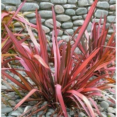 Evening Glow New Zealand Flax