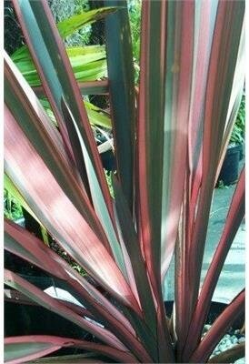 Sundowner New Zealand Flax