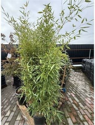 Golden Bamboo - image 3