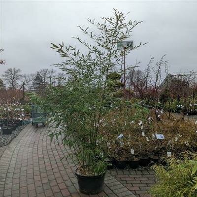 Bisset's Bamboo - image 2