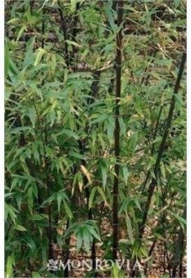 Black Bamboo