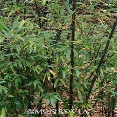 Black Bamboo