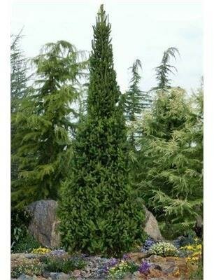 Cupressina Spruce 4-5' - image 2