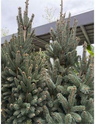 Cupressina Spruce 4-5'