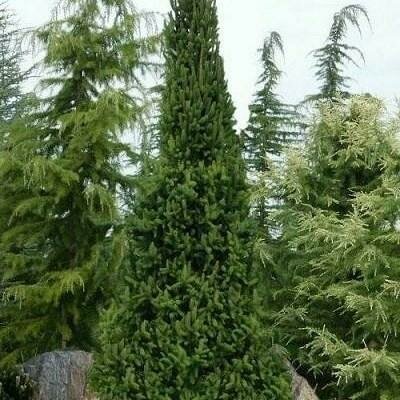 Cupressina Spruce