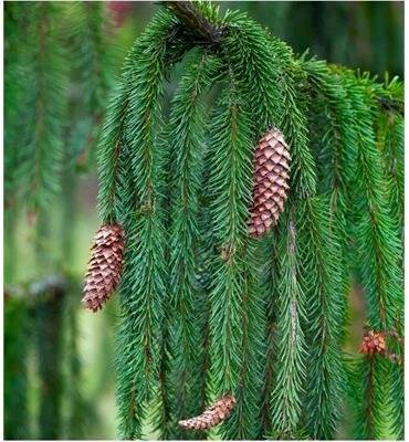 Weeping Norway Spruce 7-8'