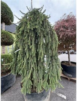 Weeping Norway Spruce 7-8' - image 2