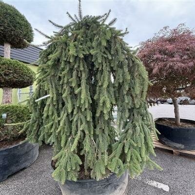 Weeping Norway Spruce 7-8'