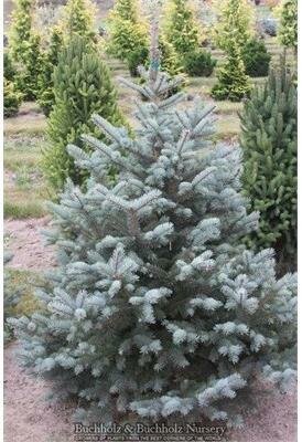 Baker's Blue Spruce
