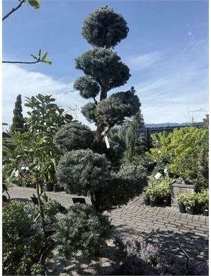 Topiary Baker'S Blue Spruce