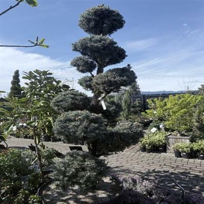 Topiary Baker'S Blue Spruce