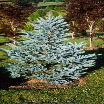 Baby Blue Spruce - image 2