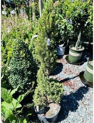 Spiral Dwarf Alberta Spruce