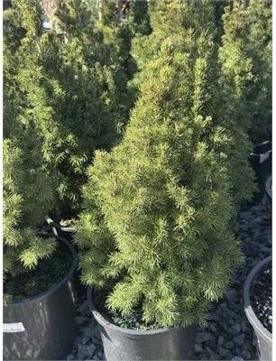 Dwarf Alberta Spruce - image 2