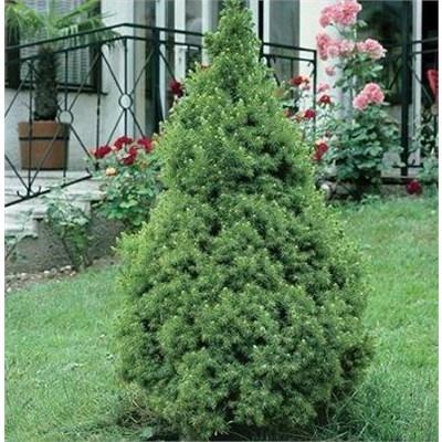 Dwarf Alberta Spruce
