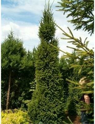 Cupressina Spruce