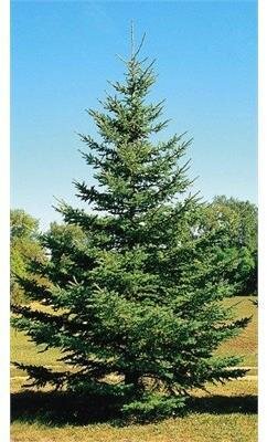 Black Hills Spruce