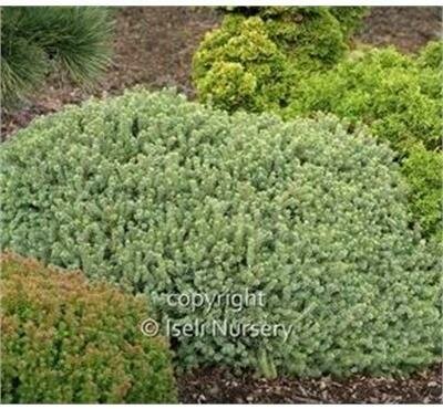 Hedgehog White Spruce (Echiniformisi)