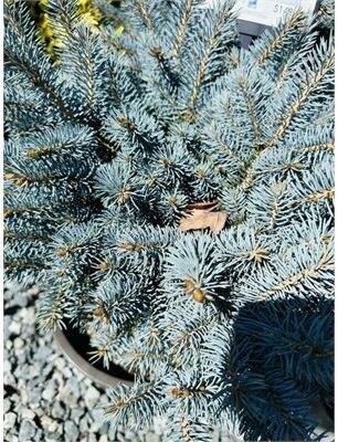 Globe Blue Spruce Low Graft
