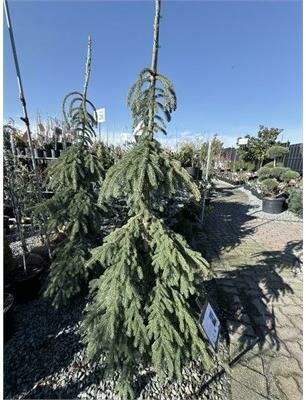 Weeping White Spruce - image 2