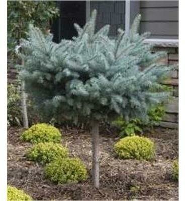 Globe Blue Spruce Top Graft