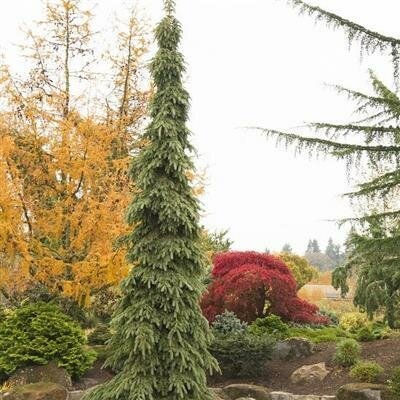 Weeping White Spruce - image 1