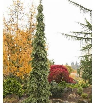 Weeping White Spruce - image 1