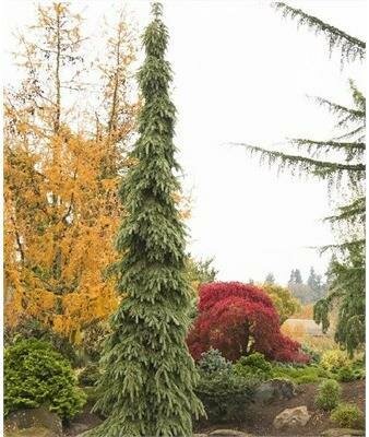 Weeping White Spruce