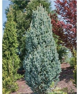 Iseli's Columnar Blue Spruce