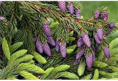 Purple Coned Spruce Tree