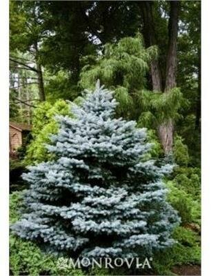 Montgomery Blue Spruce