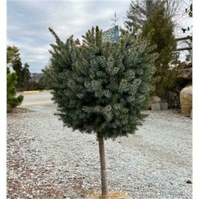 Tree Form Dwarf Serbian Spruce