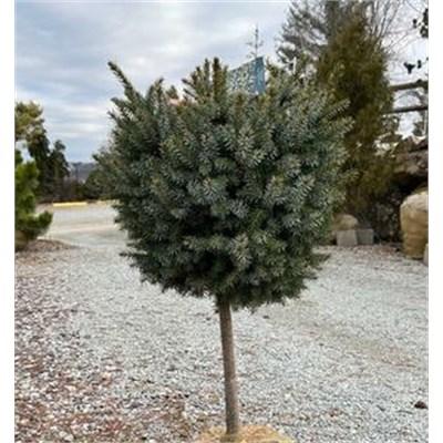 Tree Form Dwarf Serbian Spruce