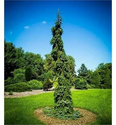 Bruns's Weeping Serbian Spruce