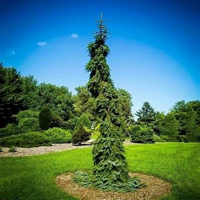 Bruns's Weeping Serbian Spruce - image 1