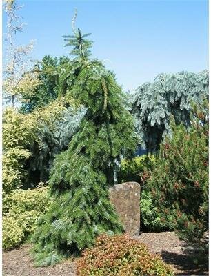 Weeping Bruns Serbian Spruce