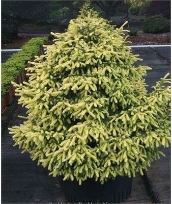 Perry's Golden Norway Spruce