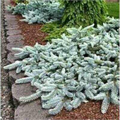 Weeping Blue Spruce