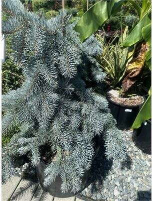 Weeping Blue Spruce