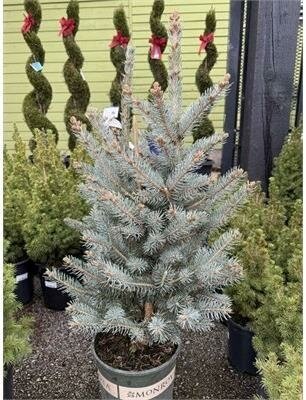 Baby Blue Spruce - image 2