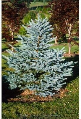 Baby Blue Spruce