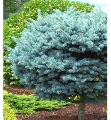 Globe Blue Spruce