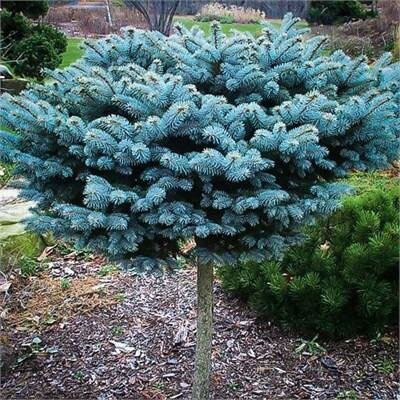 Globe Blue Spruce - Top Graft - image 1