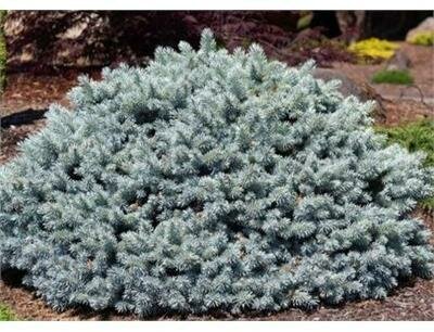 Globe Blue Spruce