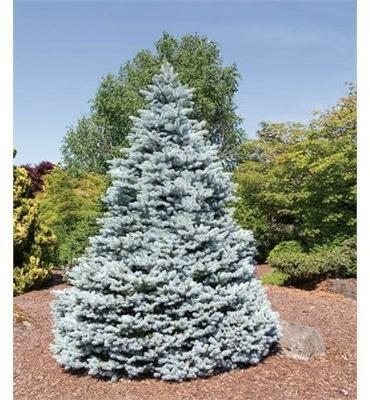 Monty Blue Spruce - Triple Tree Nurseryland