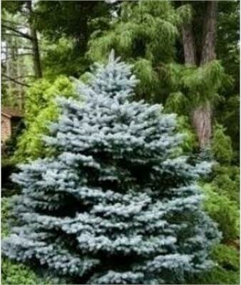 Montgomery Blue Spruce