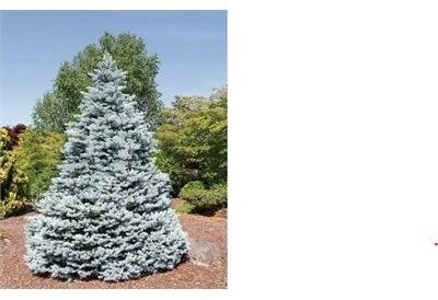 Monty Blue Spruce