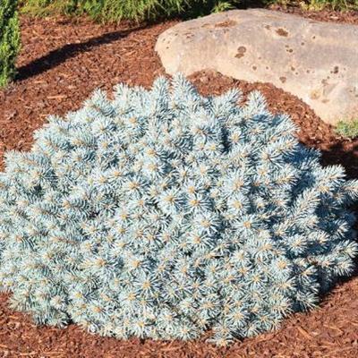 Moonstone Blue Spruce 18" Standard - image 2