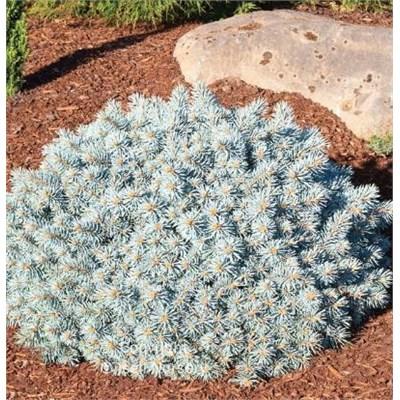 Moonstone Blue Spruce 18" Standard