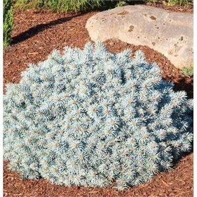 Moonstone Blue Spruce 18" Standard